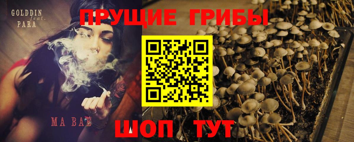 Майкоп  Галлюциногенные грибы Psilocybe  Вход с VPN 